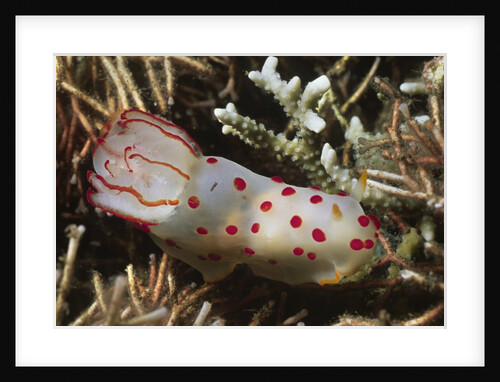 Celyon Gymnodoris by Anonymous