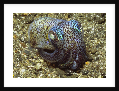 Berry's Bobtail Squid by Anonymous