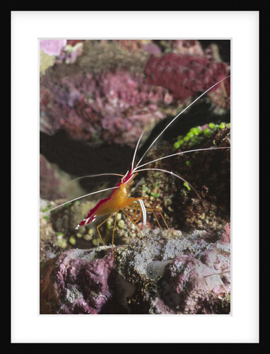 White-Banded Cleaner Shrimp by Anonymous