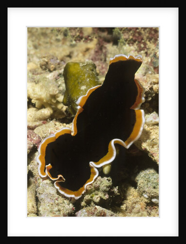 Hancock's Flatworm by Anonymous