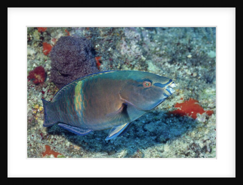 Yellowbar Parrrotfish by Anonymous