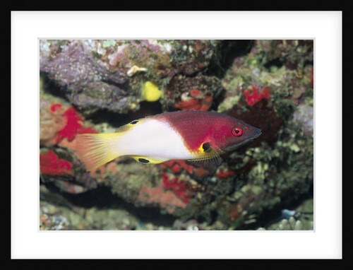 Axilspot Hogfish by Anonymous