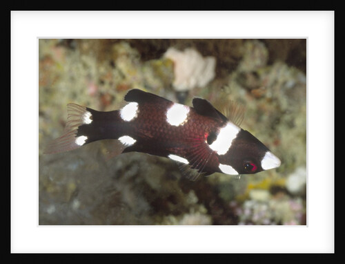 Juvenile Axilspot Hogfish by Anonymous