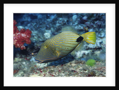 Orange-Lined Triggerfish by Anonymous