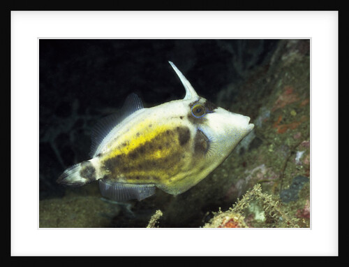 Spectacled Filefish by Anonymous