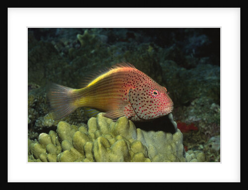 Freckled Hawfish by Anonymous