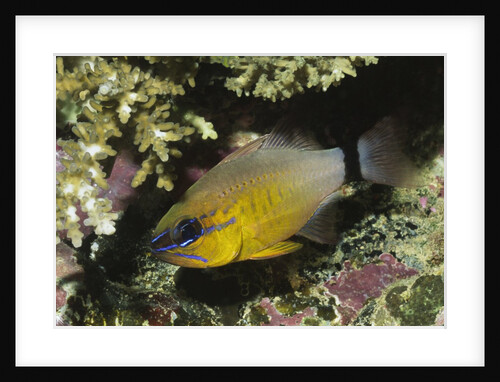 Ringtailed Cardinalfish by Anonymous