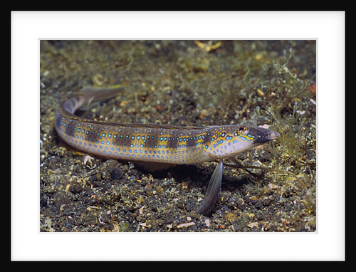Female Goldbar Sand Diver by Anonymous