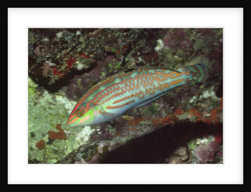 Twospot Wrasse by Anonymous