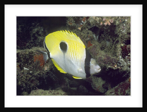 Teardrop Butterflyfish by Anonymous