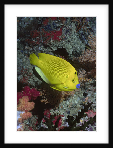 Three-Spot Angelfish by Anonymous