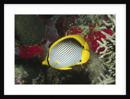 Black-Backed Butterflyfish by Anonymous