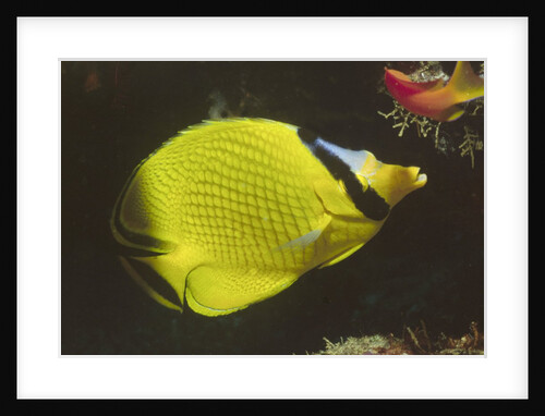Latticed Butterflyfish by Anonymous