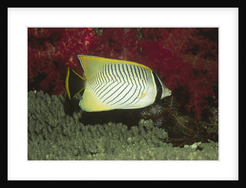 Chevroned Butterflyfish by Anonymous