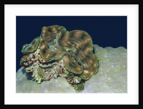 Fluted Giant Clam by Anonymous