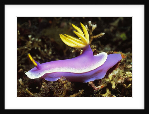 Robe Hem Hypselodoris by Anonymous