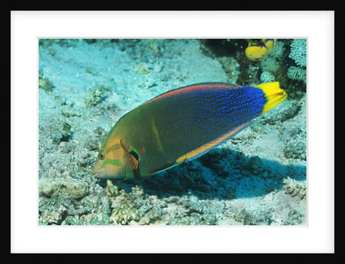Yellowtail Coris-intermediate phase by Anonymous