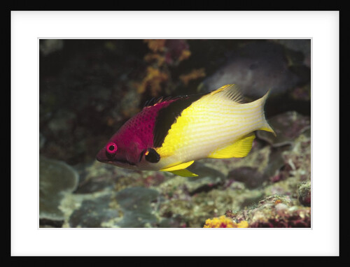 Blackbelt Hogfish by Anonymous