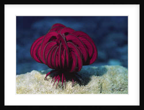 Robusr Feather Star by Anonymous