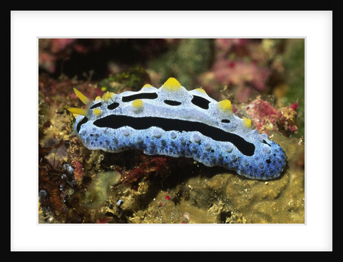 Sky Blue Phyllidia by Anonymous