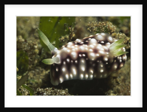 Geometric Chromodoris by Anonymous