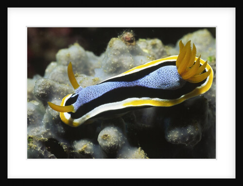 Anna's Chromodoris by Anonymous