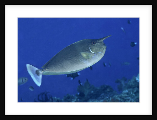 Spotted Unicornfish by Anonymous