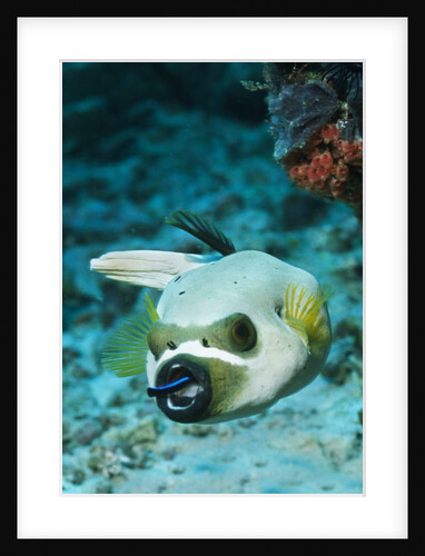 Cleaner Wrasse inside mouth of Blackspotted Puffer by Anonymous
