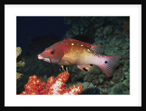 Diana's Hogfish by Anonymous