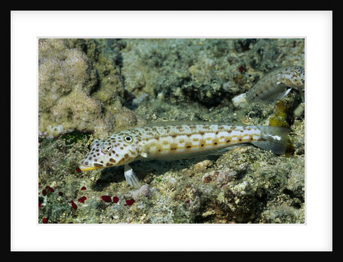 Latticed Sandperch by Anonymous