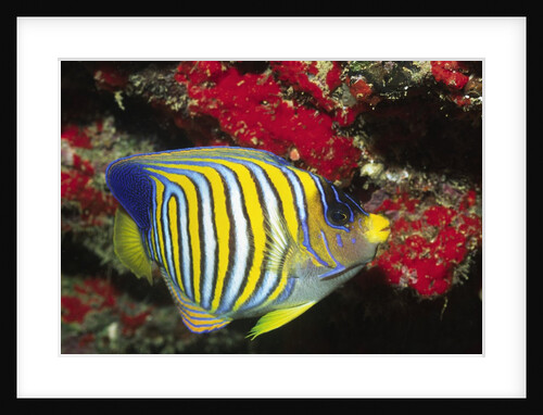 Regal Angelfish by Anonymous