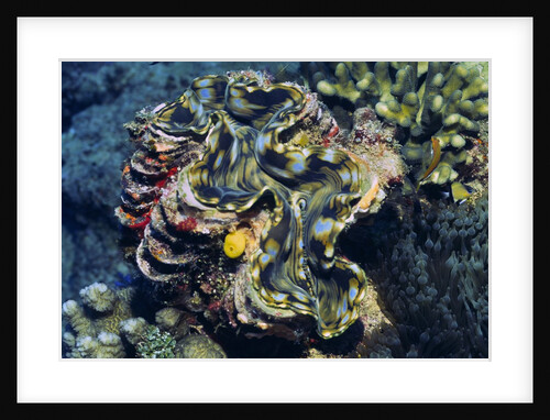 Giant Fluted Clam by Anonymous