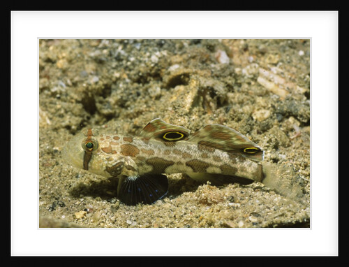 Signal Goby by Anonymous