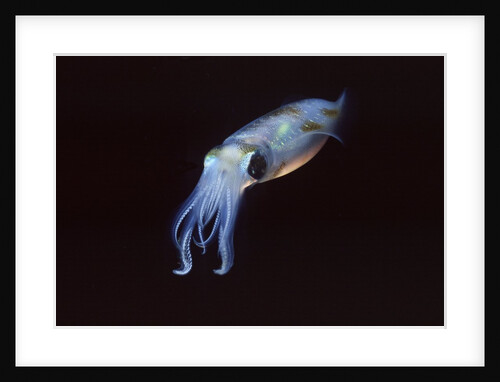Bigfin Reef Squid by Anonymous