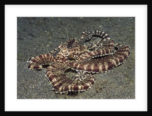 Mimic Octopus by Anonymous