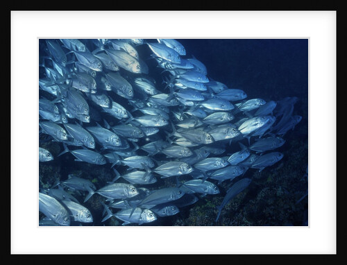 School of Bigeye Trevally by Anonymous