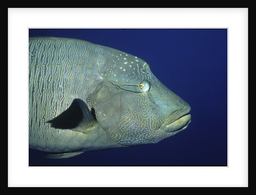Humpback Wrasse closeup by Anonymous