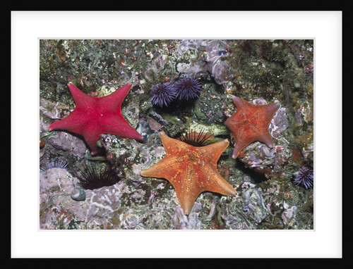 Bat Stars with Purple Sea Urchins by Anonymous
