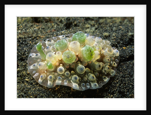 Bumpy Dendrodoris by Anonymous