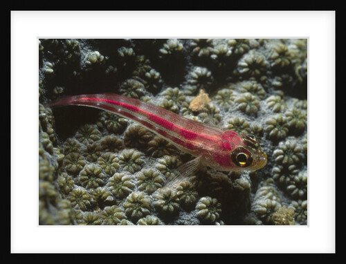 Stonycoral Ghostgoby by Anonymous