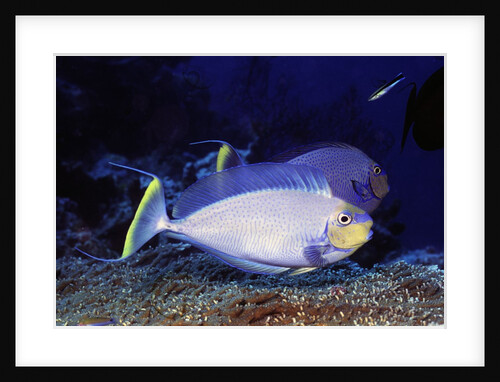 Bignose Unicornfish by Anonymous