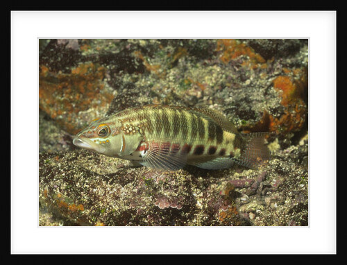 Barred Serrano by Anonymous