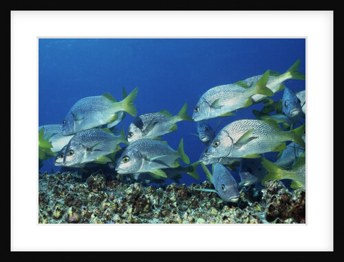 Yellowtail Grunt school by Anonymous