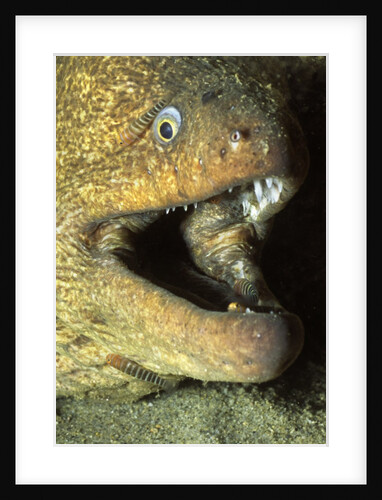 Panamic Green Moray Eel cleaned by Banded Cleaner Gobys by Anonymous