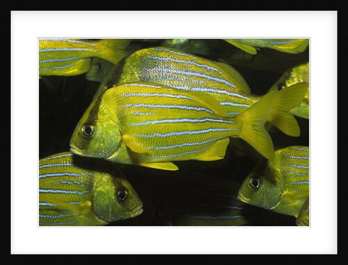 Panamic Porkfish by Anonymous