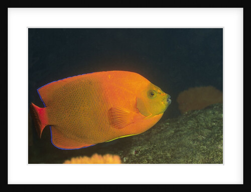 Clarion Angelfish by Anonymous