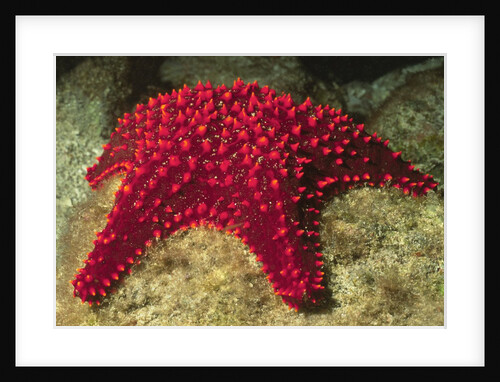 Panamic Cushion Star by Anonymous