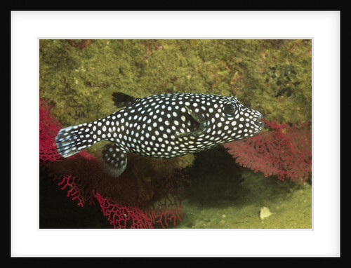 Guineafowl Puffer by Anonymous