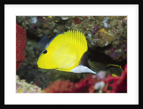 Longnose Butterflyfish by Anonymous