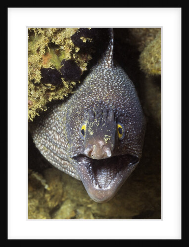 Yellow-Edged Moray Eel by Anonymous